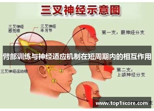 臂部训练与神经适应机制在短周期内的相互作用